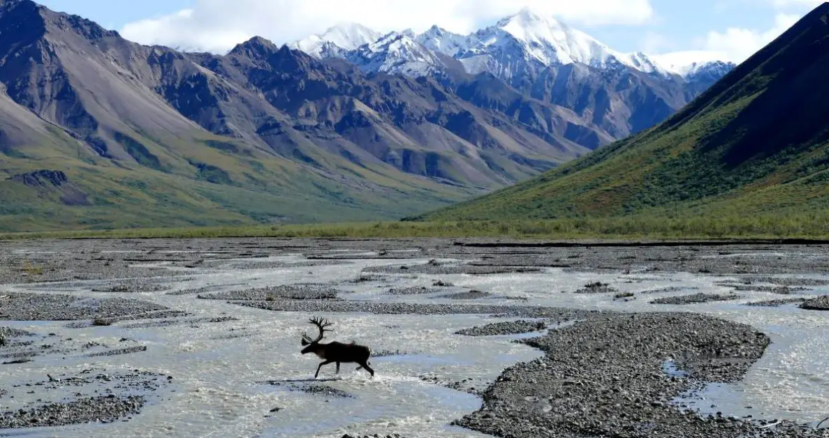 Landscape in Alaska with a moose