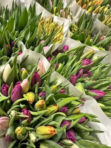 Tulips in different colors