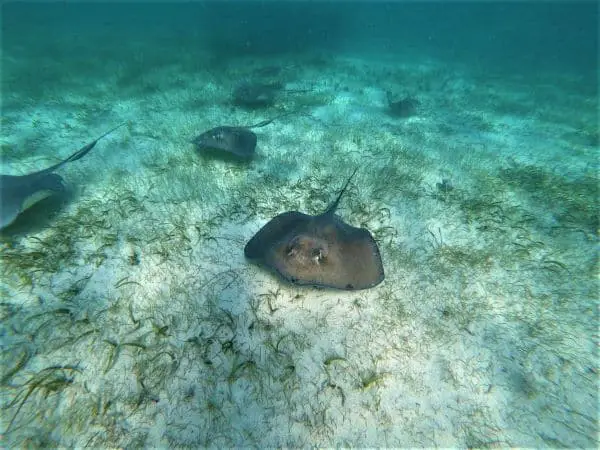 A photo of a stingray underwater