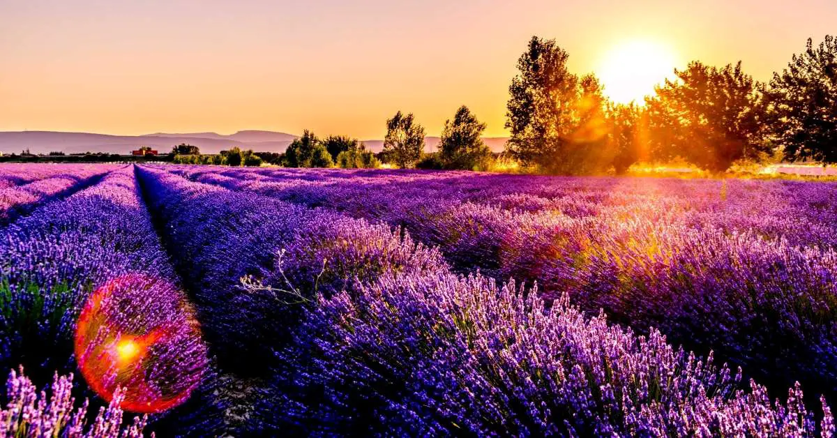 Lavender fields in France