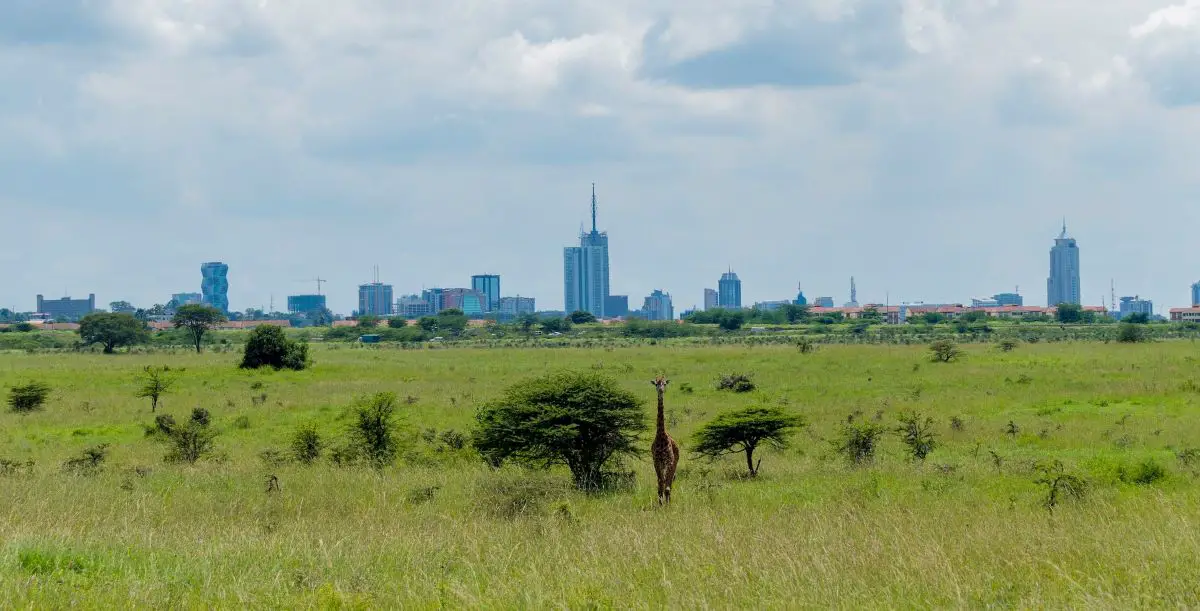 Nairobi national park, Kenya