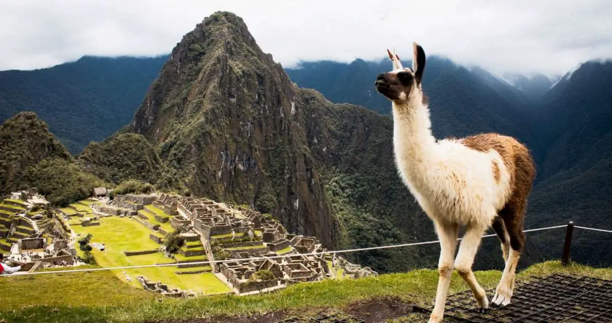 Llama at Machu Picchu, Peru