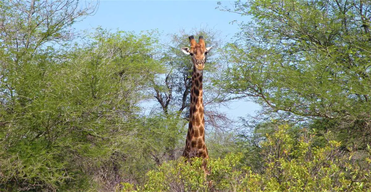 Giraffe