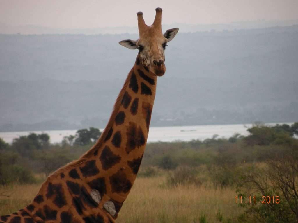 Giraffe